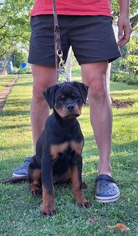 Predam steniatka rotvajlera,rottweilera,rotty,rtw. - 5