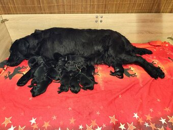 Flat Coated Retriever - pejsci s průkazem původu - 5