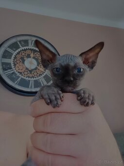 koťátka sphynx - 5