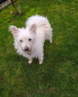 Maltézský psík - 5