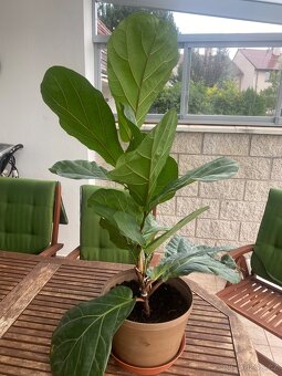 Fikus Lyráta včetně květináče. - 5