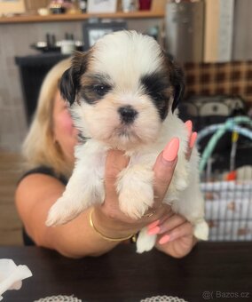 Shih-tzu, shih tzu - 5