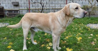 Labradorský retrívr/retriever - 5