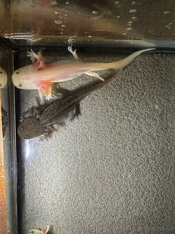 Axolotl mexický- vodní dráček - 5