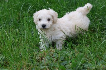 Maltipoo - 5