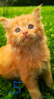 Mainská Myvalí, MCO, Maine Coon koťátka - 5