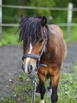 Pony valach - 5