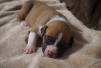 Americký stafordšírský teriér s PP - 5