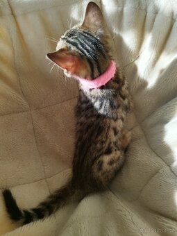 Bengálská kočka - koťátko - 5