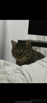 Daruji 2 roky starou kočičku, kastrovaná. + vybavení. - 5