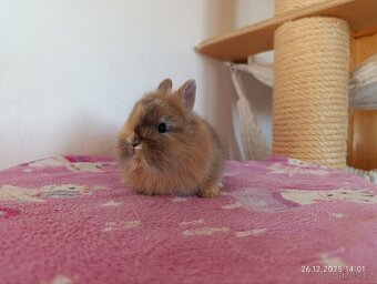 Zakrslý králík - lvíček samička - 5