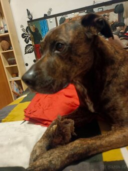 🐕 Krytí psa-hledáme fenečku 🐕 - 5