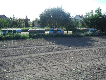 Prodej včelstev i železných stojanů - 5