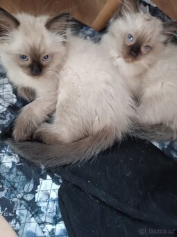 Ragdoll - 5