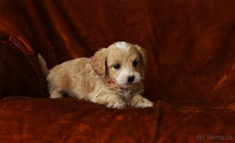 Maltipoo - 5