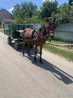 Predam sportovy welsh pony valach - 5