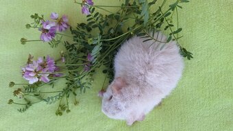 morče US teddy - 5