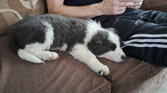 Daruji psa Border kolie - 5