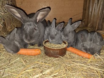 Moravský Modrý - 5