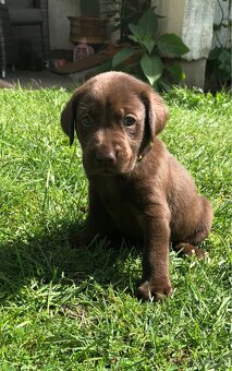Štěňátka labradorského retrívra - 5