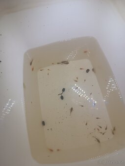 Ancitrus long fin(závojnatý) a krátkoocasé - 5