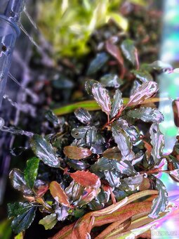 Bucephalandra Dark blue - 5