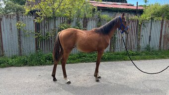 Roční hřebeček - 5