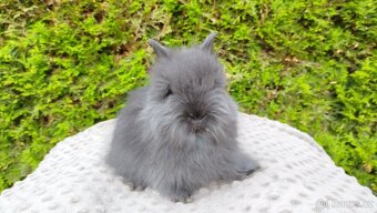 Zakrslý králík, králíček -(TEDDY)-OLAF,OLIVER,OLINA - 5