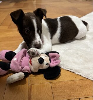 Jack Russel Teriér - 5