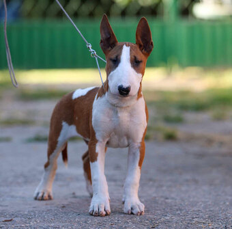 Bullterrier, Bullterier, Bulterier - 5