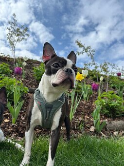 Chovatelská stanice Velvet Warrior – vrh “B” - Boston Terier - 5