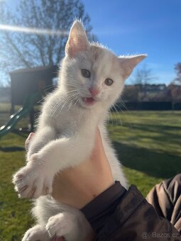 Darujeme krasne zbarvena kotatka. - 5