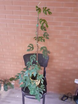 Monstera minima - 5
