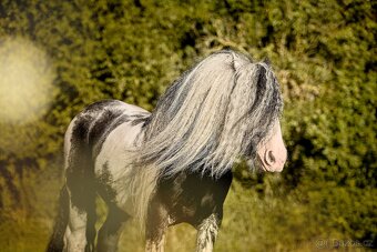 Irský cob připouštění - 5