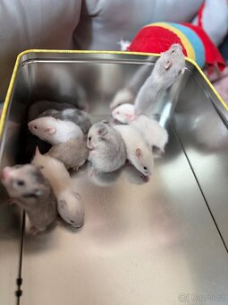 Syrský křeček - 5