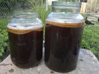 Kombucha scoby - 5