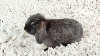 Zakrslý beránek, králíček, králík - ELLA - 5