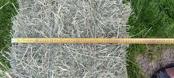 Seno - 5