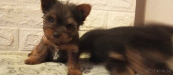 Jorkšírský teriér - 5