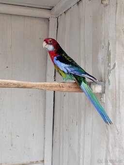 Rosela pestrá černá, modrá zlatá - 5