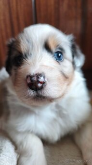 Australský ovčák štěňata bez PP - 5