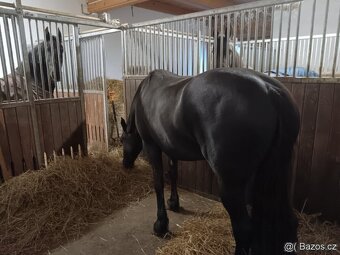 PRODÁME MLADOU LUXUSNÍ FRÍSKOU KLISNU.FRISKY KŮŇ FRIS - 5