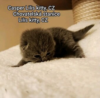 Britska modrá krátkosrstá koťátka - 5