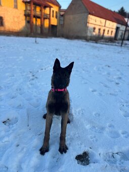 Belgický ovčák Malinois - 5