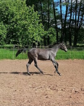 Welsh part bred, roční hřebeček 150 cm - 5