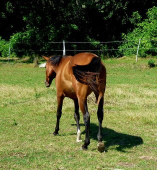 QH kobyla - 5