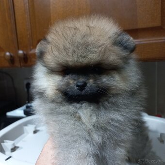 Pomeranian - kluci - 5