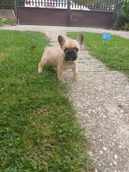 Francúzsky buldoček s pp - 5