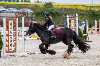 Skvělý PONY B (irský cob do sportu) PRODEJ, výkonnost SP - 5