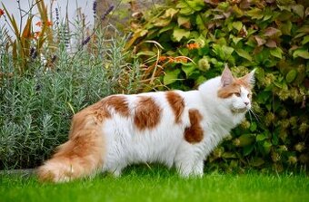 Mainská mývalí krytí - kocour s PP - 5